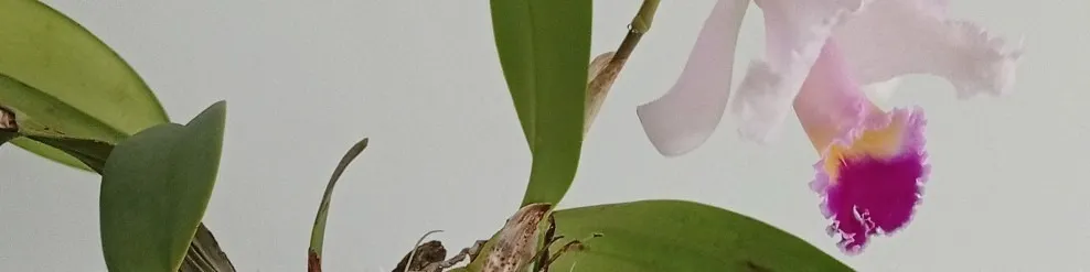 OnlyFans cuenta u111305460 header 2