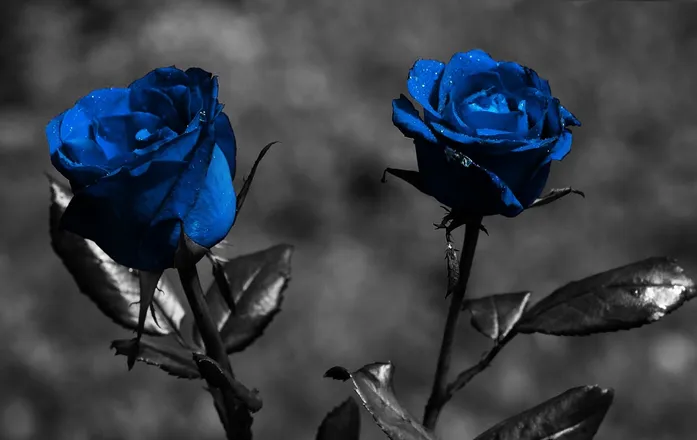 OnlyFans cuenta bluerose6969 header 2
