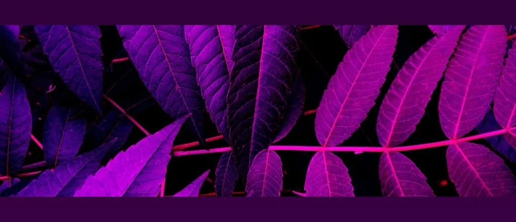 OnlyFans cuenta sodaghoul header 2