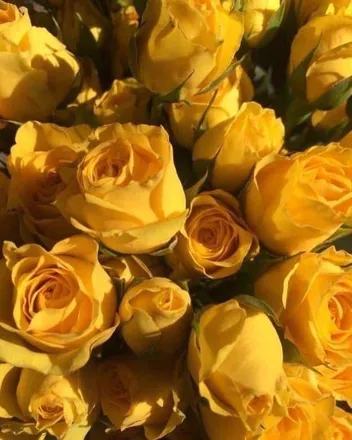 OnlyFans cuenta kyliegiggins header 2