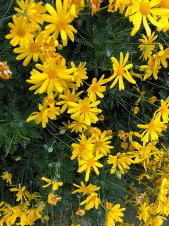 OnlyFans cuenta tittyqueen63 header 2