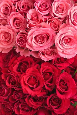 OnlyFans cuenta loyaltyyempresss header 2
