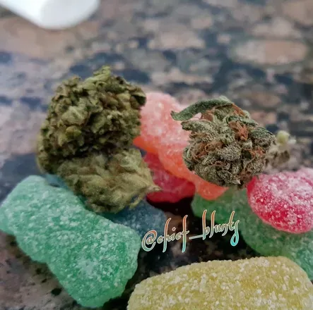 OnlyFans account  chiefblunts avatar 1