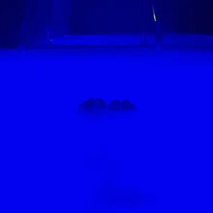 OnlyFans cuenta professor_honeybear header 2