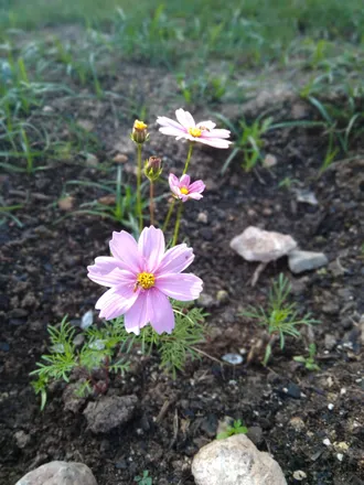 OnlyFans cuenta savypickles header 2