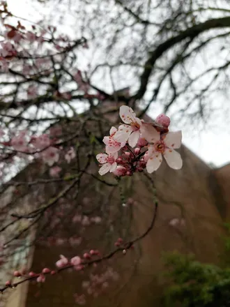 OnlyFans cuenta scarisscarlet header 1