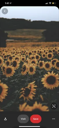 OnlyFans cuenta bumblebeeazy header 2