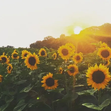 OnlyFans cuenta laceandsunflowers header 2
