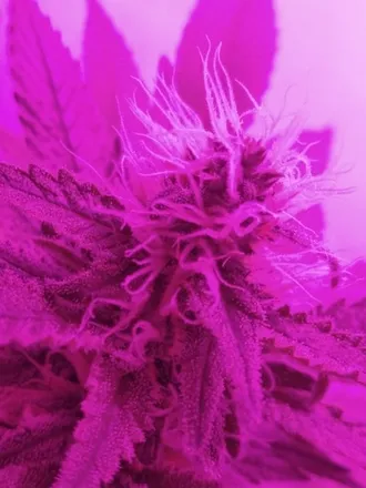 OnlyFans cuenta danaeweed header 2