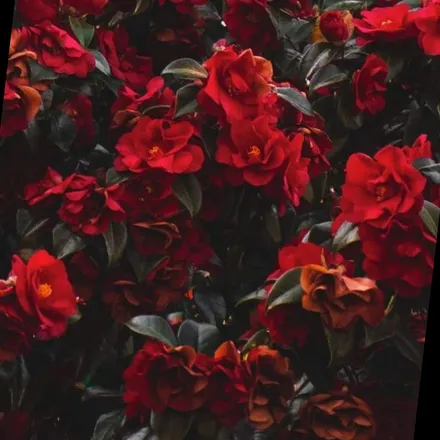 OnlyFans cuenta milagroxa header 2