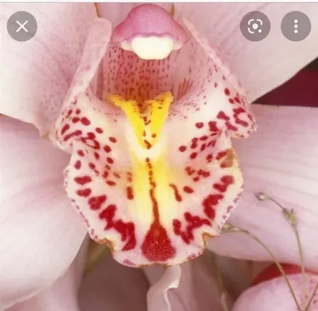 OnlyFans account  pussytribgirl avatar 1