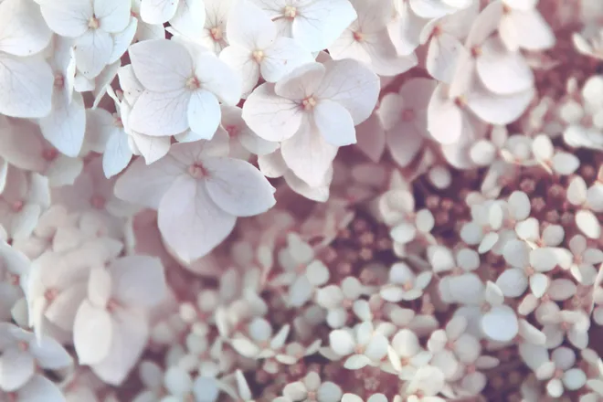 OnlyFans cuenta rachel.davis header 2
