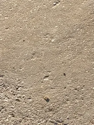 OnlyFans cuenta steelrat header 1