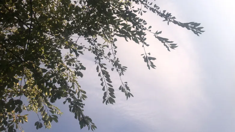 OnlyFans cuenta bonnie.fae header 2