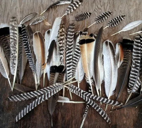 OnlyFans cuenta feathersnfeet header 2