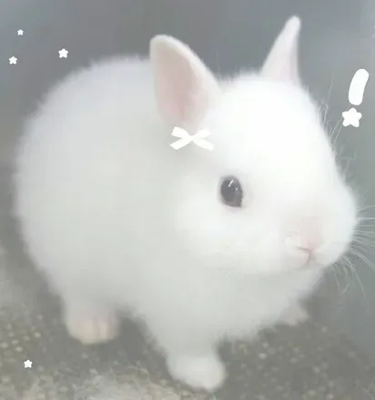 OnlyFans cuenta winnie_bunny avatar 1
