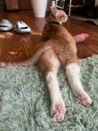 OnlyFans cuenta catboy_feets avatar 1