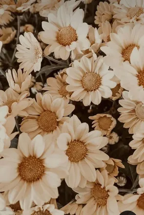 OnlyFans cuenta latina_rose header 2