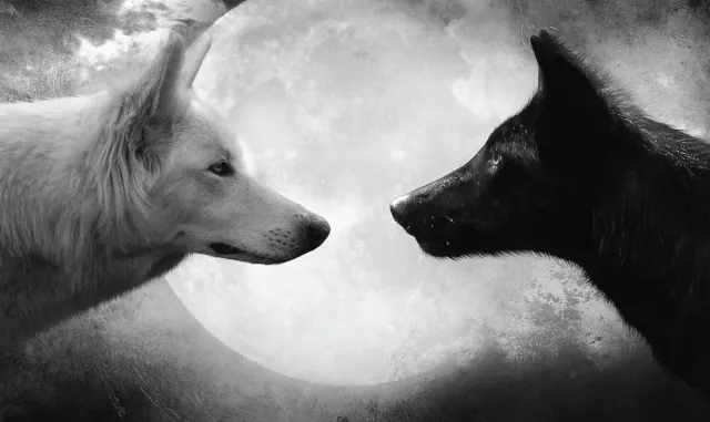 OnlyFans cuenta mightyjoe_wolf header 2