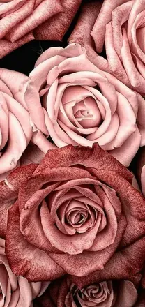 OnlyFans cuenta sniper_queen header 2