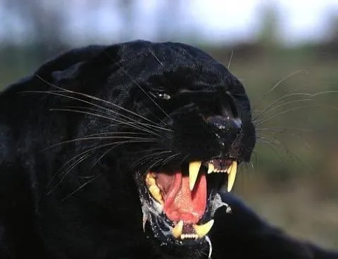OnlyFans cuenta therealpanther header 2