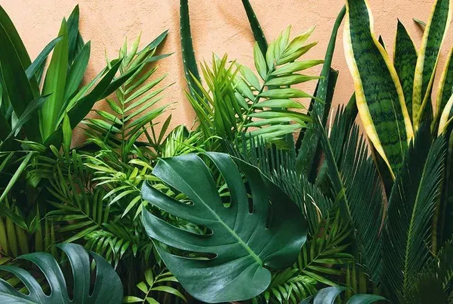 OnlyFans cuenta tht.plant.hoe header 2