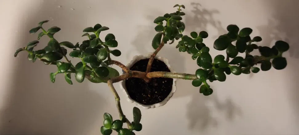 OnlyFans cuenta seductivesucculents header 2