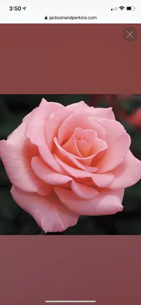 OnlyFans cuenta rawbarbie2412 header 2