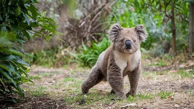 OnlyFans cuenta animalfacts avatar 1