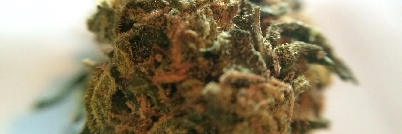 OnlyFans cuenta hornyandhigh420 header 2