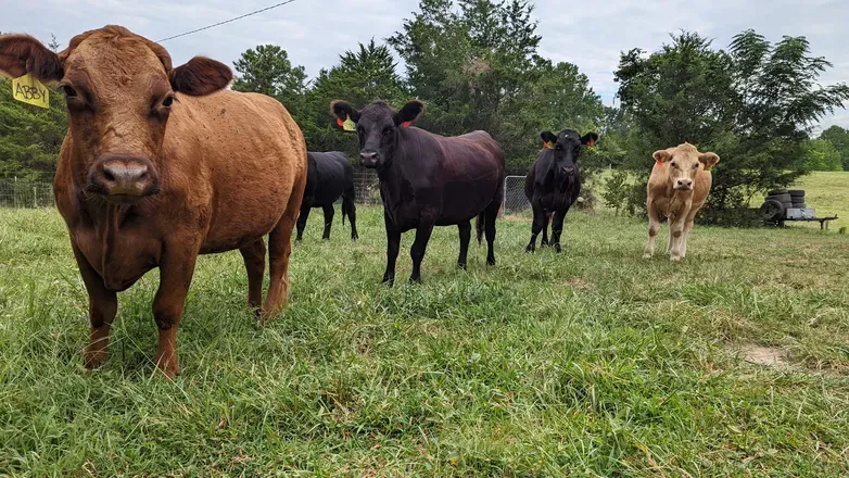 OnlyFans cuenta thickfarmgirl header 2