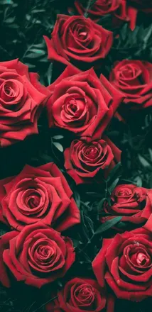 OnlyFans cuenta dangerousrose header 2