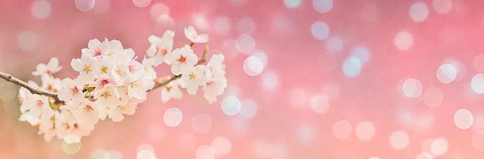 OnlyFans cuenta sakuhcat header 2