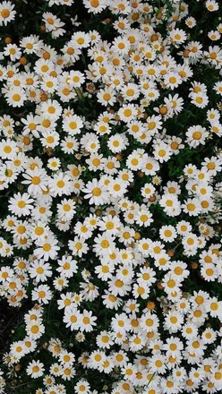 OnlyFans cuenta daisyshoneypot header 2