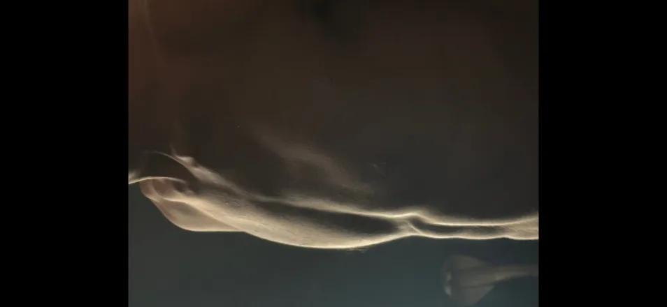 OnlyFans account  playyboiidallas header 2
