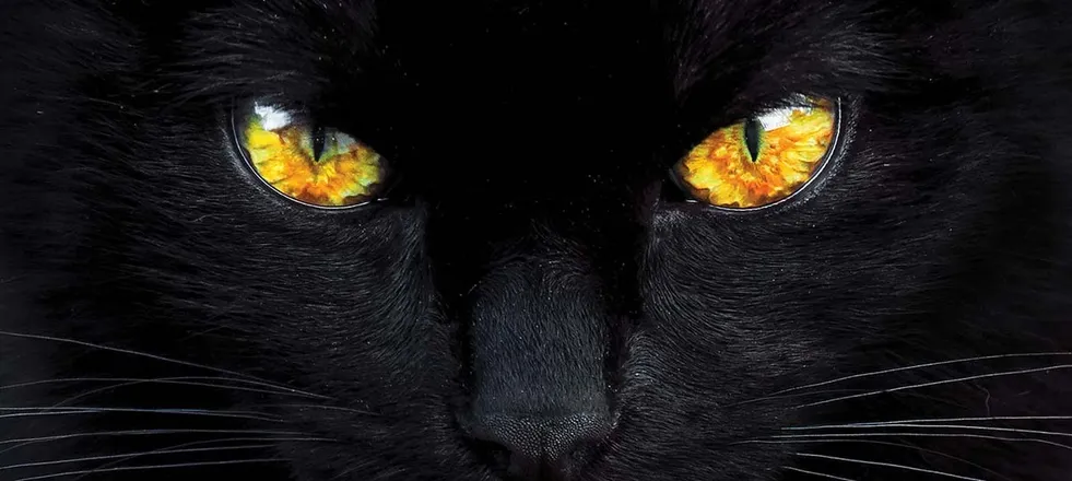 OnlyFans cuenta gattinacattiva header 2