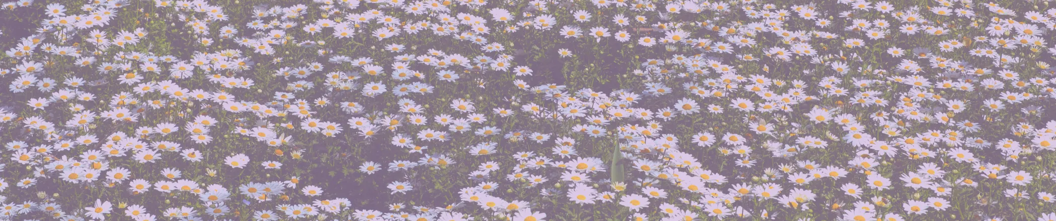 OnlyFans cuenta ursweetdaisy header 2