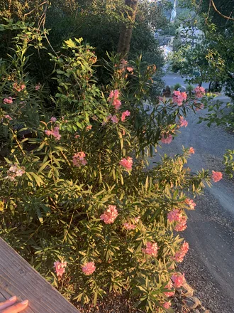 OnlyFans cuenta lavender12 header 2