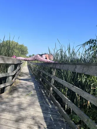 OnlyFans cuenta oliviaapples header 2