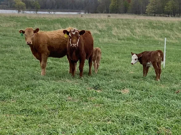 OnlyFans cuenta cattlegirl header 2