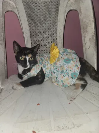 OnlyFans account  onlyfurr_moo_the_calico avatar 1
