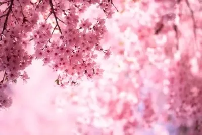 OnlyFans cuenta iamnotcursed header 2