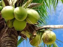 OnlyFans cuenta coconutzzzz header 1