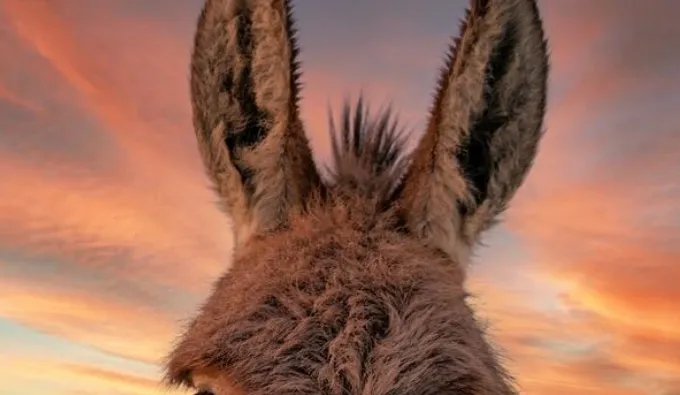 OnlyFans cuenta burrodonkey header 2