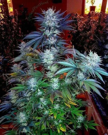 OnlyFans cuenta nativequeencannibis header 2