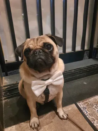 OnlyFans cuenta riothepug avatar 1