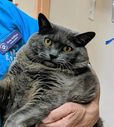 OnlyFans cuenta chonkycatcentral avatar 1