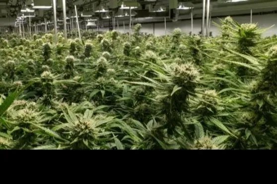 OnlyFans cuenta only420plants header 2