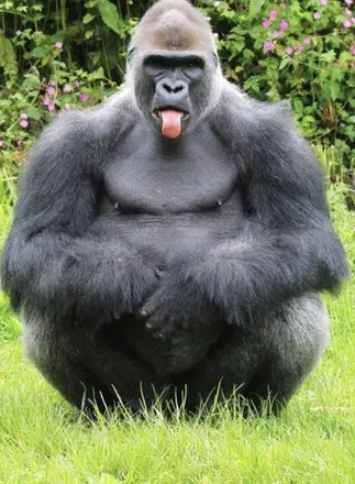 OnlyFans cuenta gorilladickin404 avatar 1