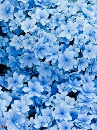 OnlyFans cuenta xmagazulu header 2